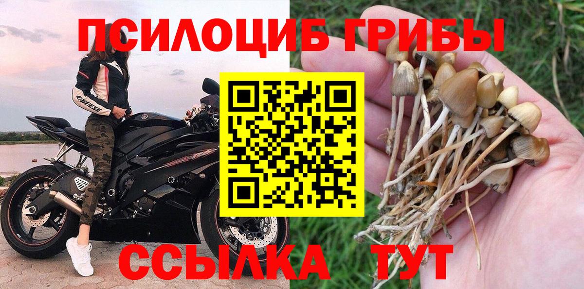 Галлюциногенные грибы Psilocybine cubensis  Будённовск  Галлюциногенные грибы Psilocybine cubensis 